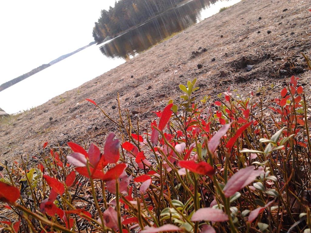 Kuoreksenniemi Villas & Lakehouse Puumala Dış mekan fotoğraf